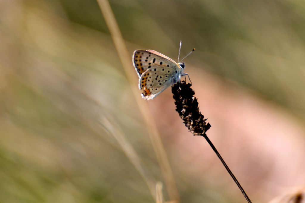 Lycaena tityrus